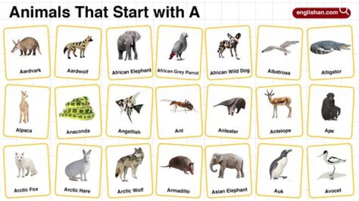 23 Enchanting Animals That Start With E: A Comprehensive Guide