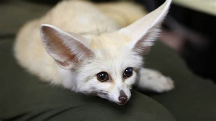 Adorable Foxes: Your Guide To The Cutest Creatures In The Wild