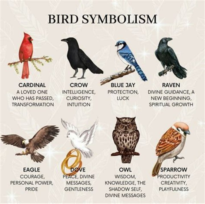 Explore The Symbolism Of Birds In The Bible
