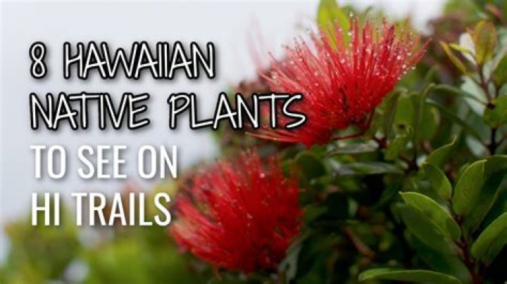 Exploring The Possibilities: Can You Bring Fruits From Hawaii To Mainland?