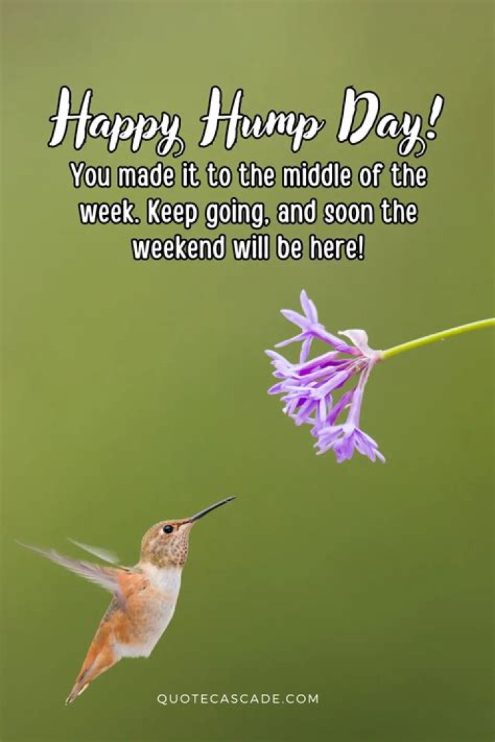 Happy Hump Day: Embrace The Midweek Moment!
