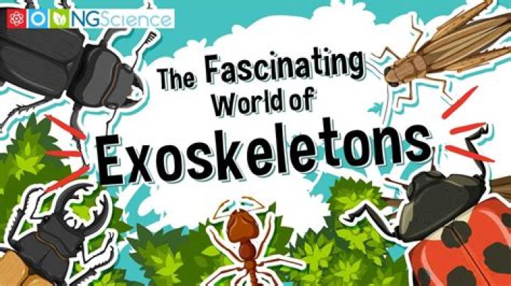 The Fascinating World Of The Middle Of The Alphabet