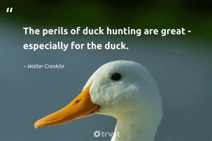 The Quackiest Quotes: Hilarious Sayings For Duck Enthusiasts