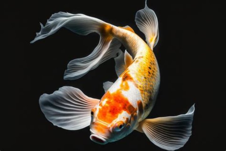 The Ultimate Guide To Coy Fish: Definition, Types, And More