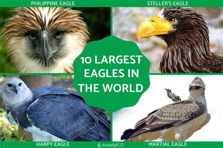 Uncover The Enigmatic King Of Eagles: Explore The World's Largest Eagle