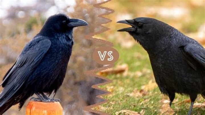 Uncover The Striking Distinctions Between Crows And Ravens