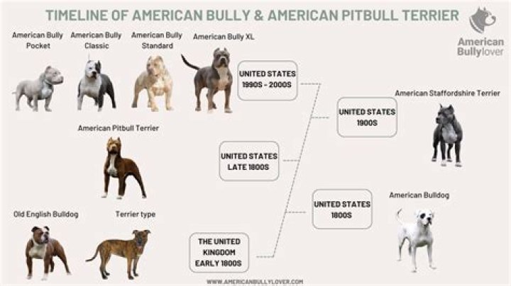 Where Is Pitbull Originally From? The Origins Of Mr. Worldwide