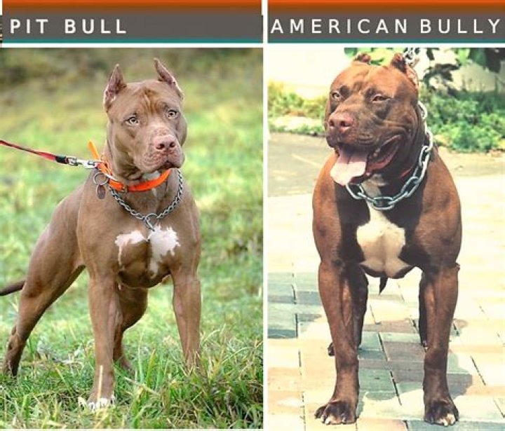 Who Is Pitbull Dating Recently? A Comprehensive Overview